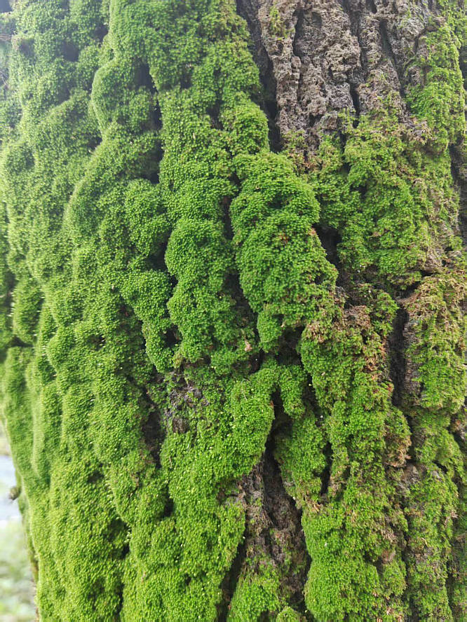 树苔