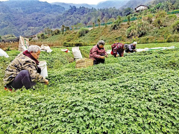 年产值破560亿元，带动超50万人就业—— 安康以“硒”为媒推动特色产业融合发展