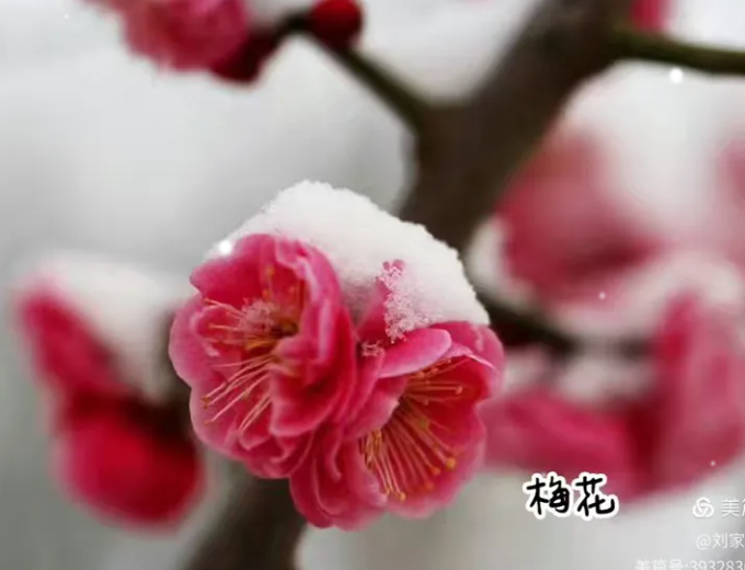 雪梅    文/刘家胜