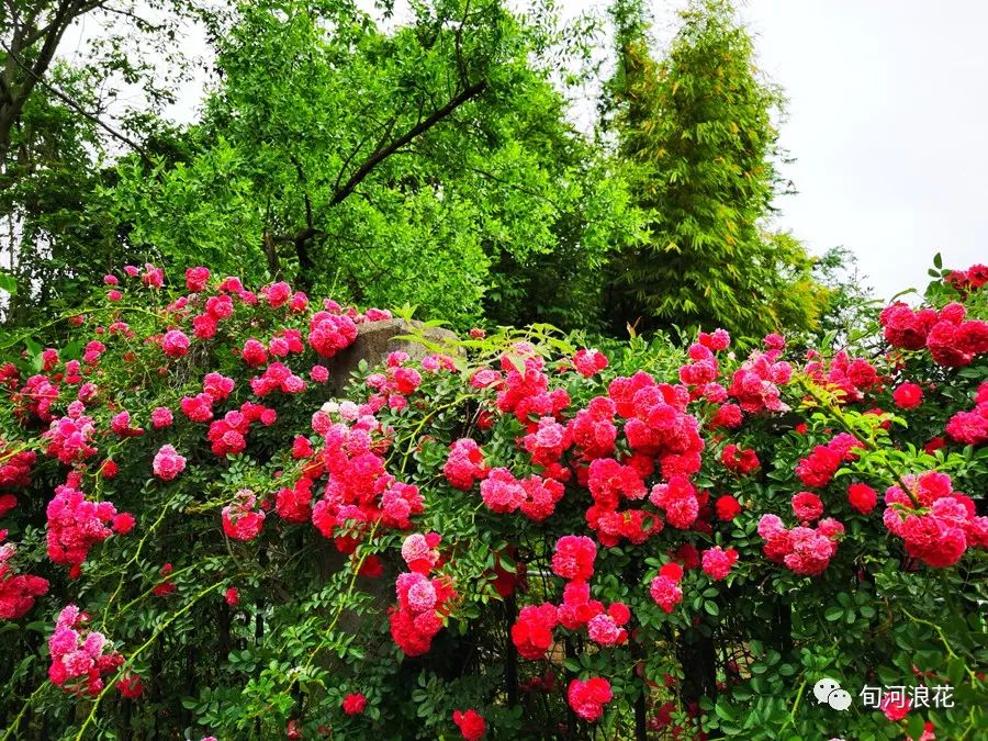 悄悄走过这一年 文/赵攀强(图1) 图片