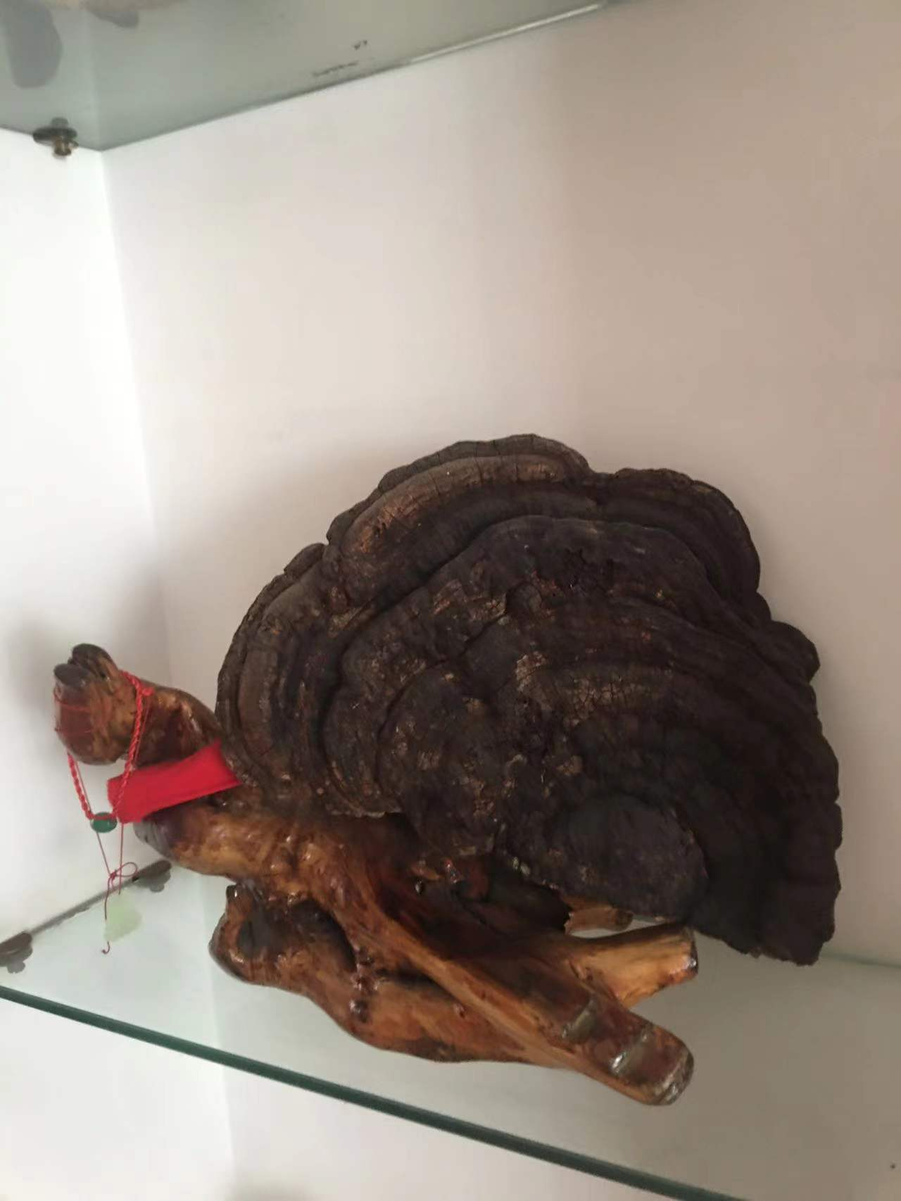 采灵芝 文/何世芬(图1) 灵芝1.png