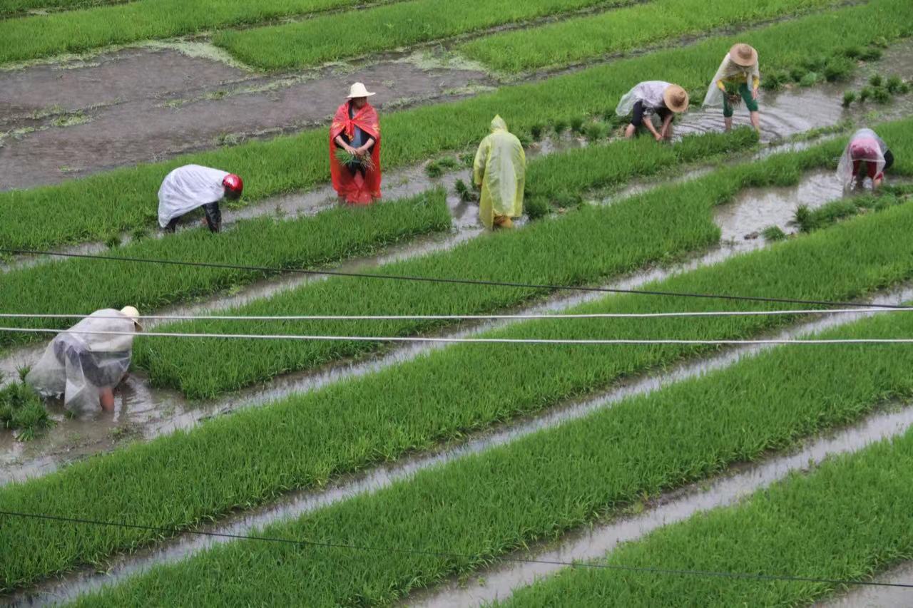 阳光和灿烂为仁河囗插秧节舞动着          