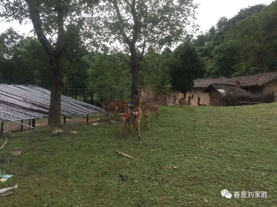 写意羊山(图6) 图片