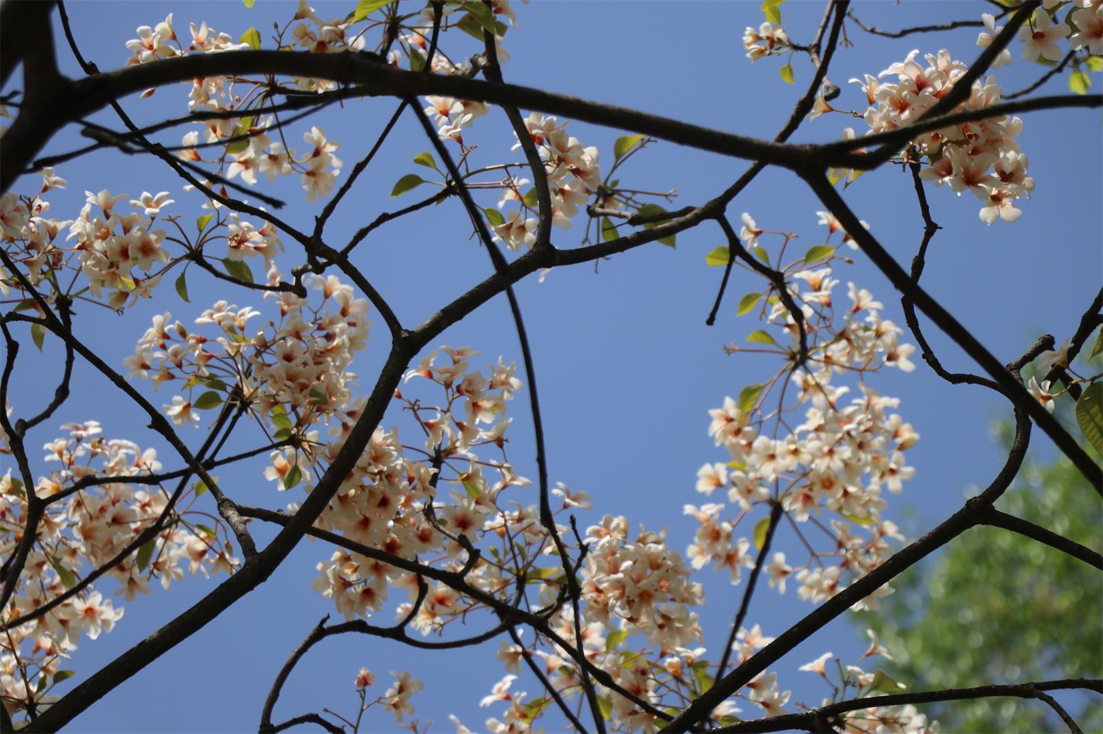 油桐花开   文/赵攀强