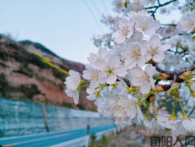 旬阳薛家湾樱花