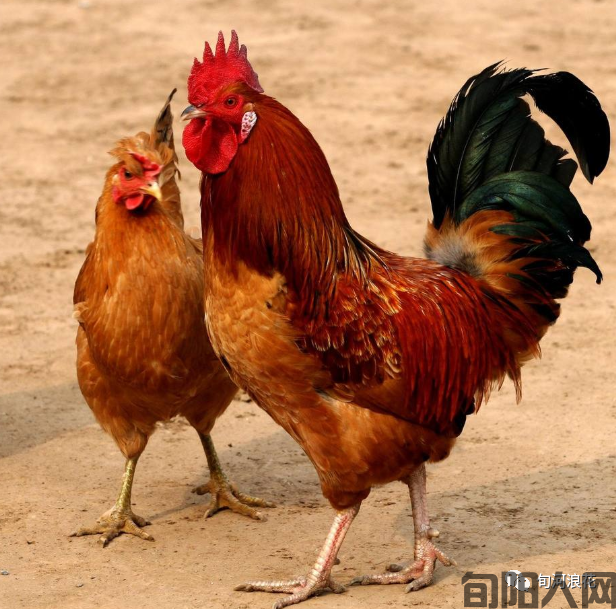 那年秋雨,那个山村 文/赵攀强(图2) 图片