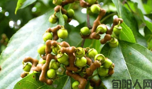 旬阳的拐枣(图1)