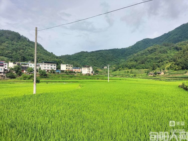 走进旬阳贡米之乡王家坪 文/杨进编(图4) 20221126