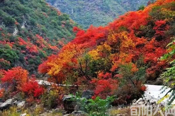 万山红装 文/杨进编(图1) 微信图片_20221121205949.jpg