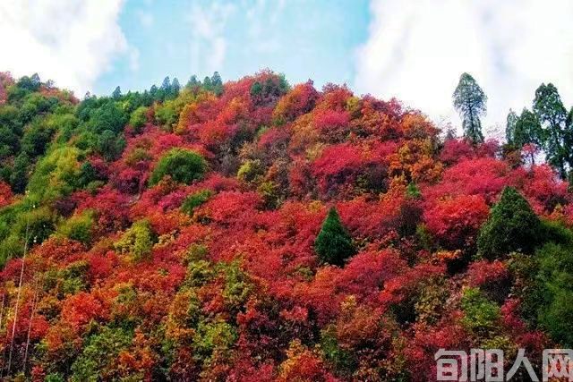 万山红装 文/杨进编(图2) 微信图片_20221121210000.jpg