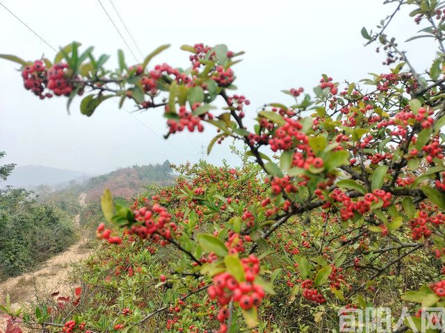 万山红装 文/杨进编(图3) 微信图片_20221121210008.jpg