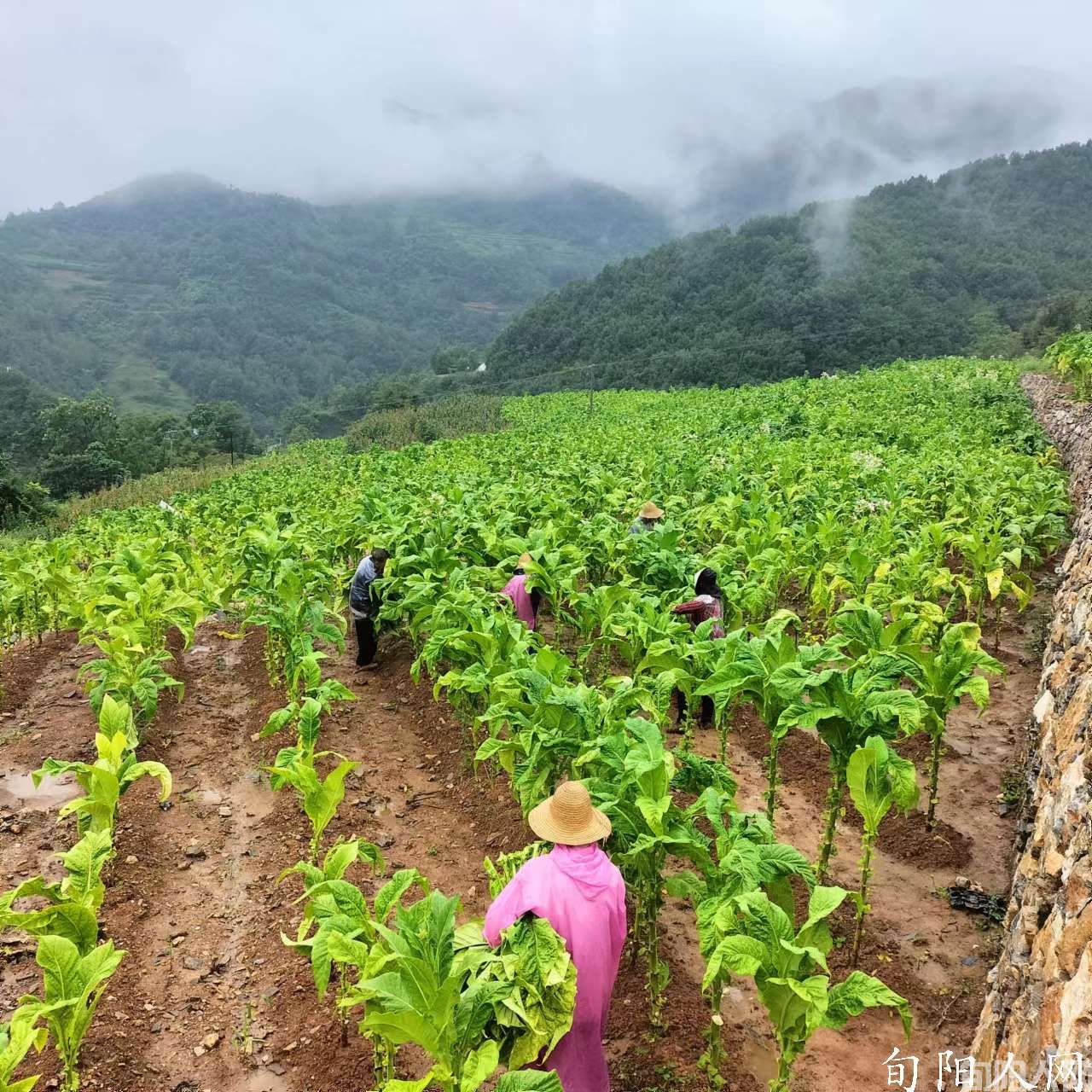 农民的一片土地 文/杨进编(图2) 微信图片_20221215213158.jpg