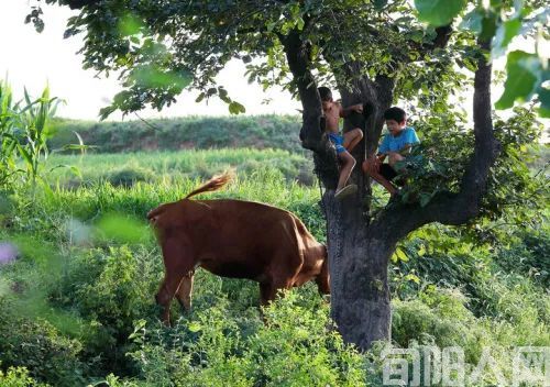 农村的那些事儿:难忘放牛时光 文/杨进编(图1) 图片