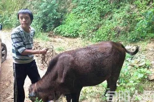 农村的那些事儿:难忘放牛时光 文/杨进编(图2) 图片