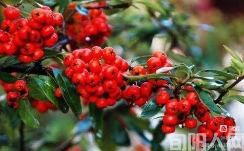 救命粮 文/杨进编(图3)