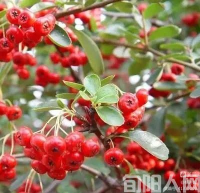 救命粮 文/杨进编(图4)