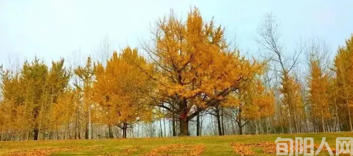 我和黄莺树有个约定  