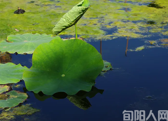 怀念儿时的池塘   