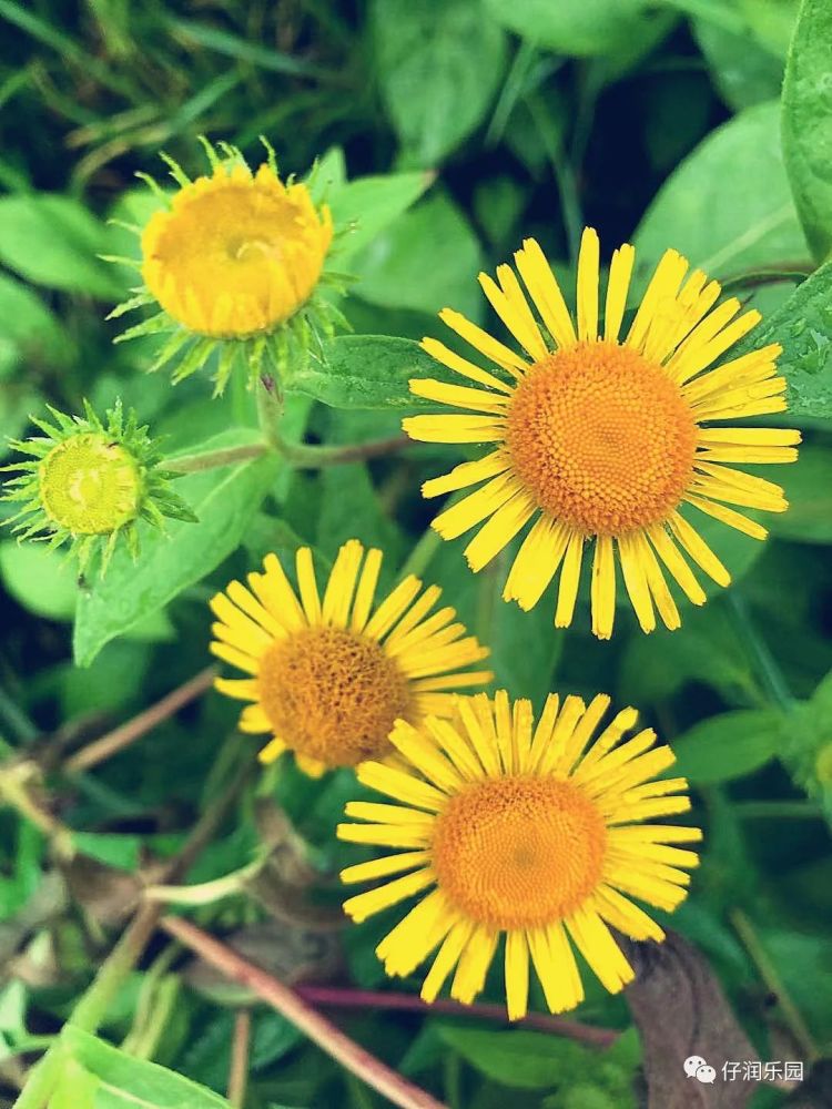 遥望毛公山 (图9)