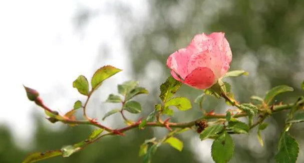 王院过事风俗 (图1) 微信图片_20221110135123.png