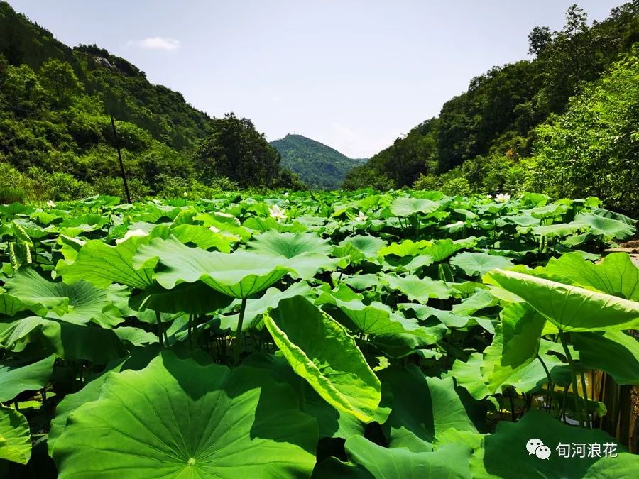 夏日农事(图1) 微信图片_20230616215119.jpg