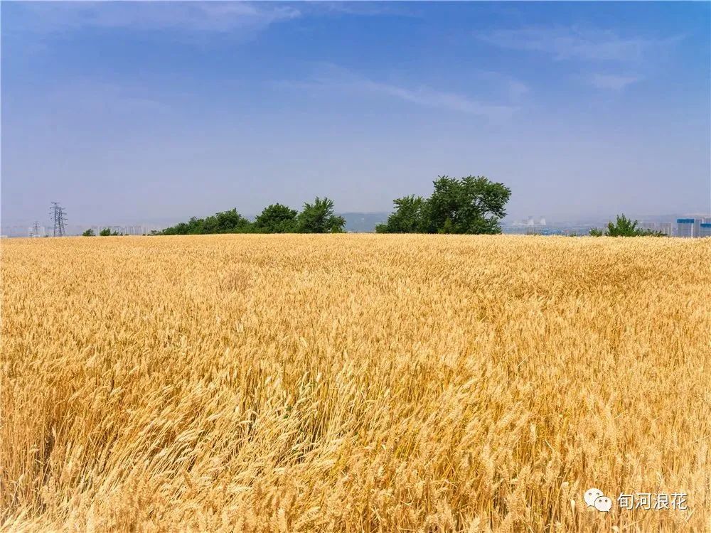 夏日农事(图2) 微信图片_20230616215127.jpg