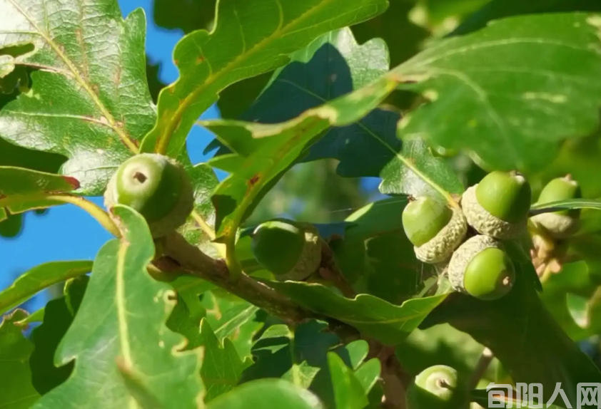 乡那棵老桦栎树(图3) 微信图片_20230701104203.png
