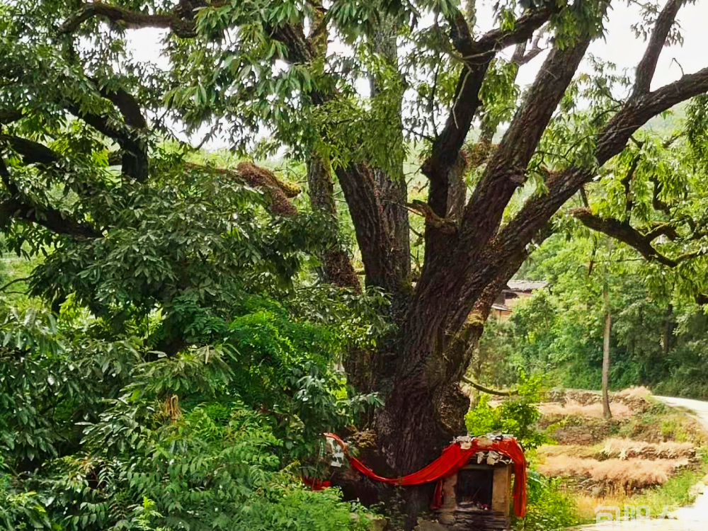 乡那棵老桦栎树(图1) 微信图片_20230701104030.png