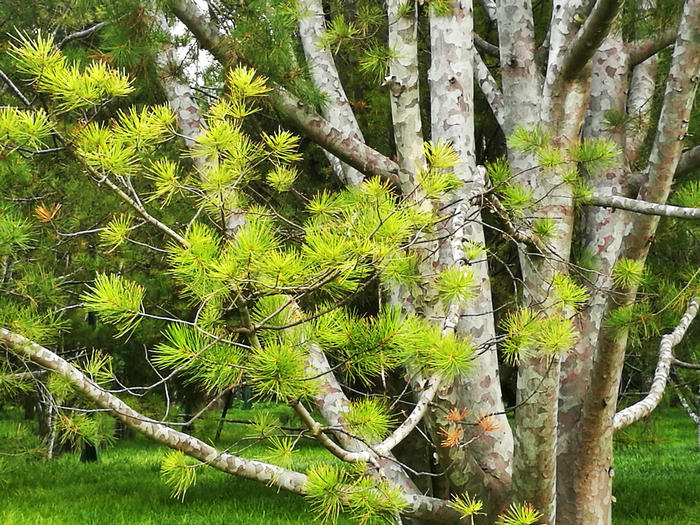 神河白皮松 文/程根子(图1) 17f7-hezpzwt5502618.jpg