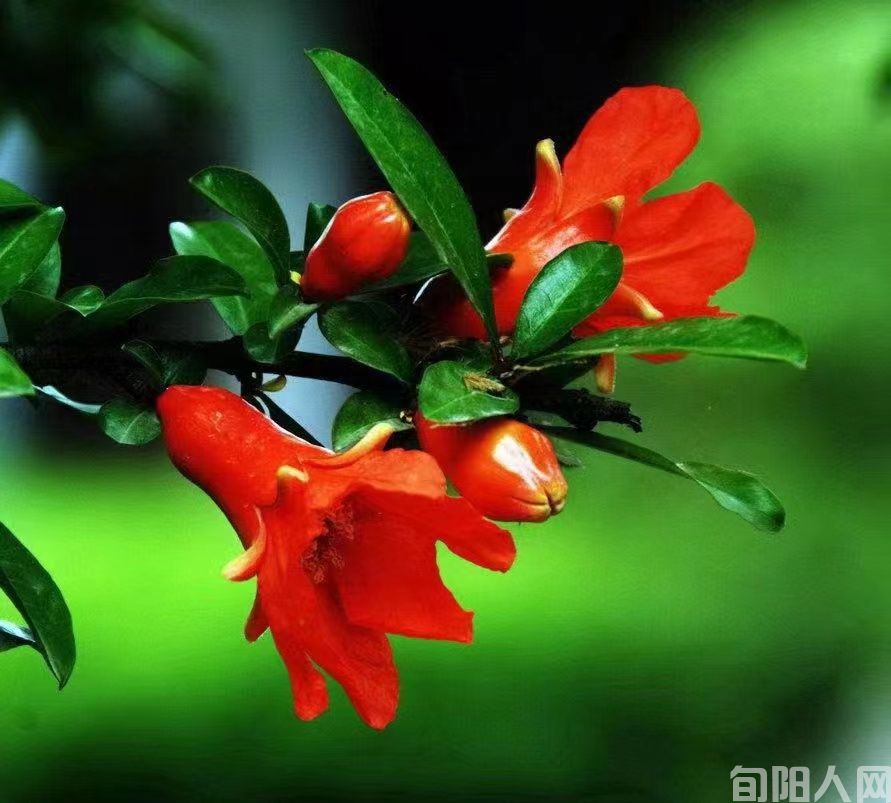 一束正在绽放的《石榴花》 文/刘家胜(图1) 石榴花01.jpg