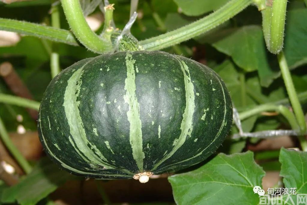 香香甜甜的南瓜(图5) 5.jpg