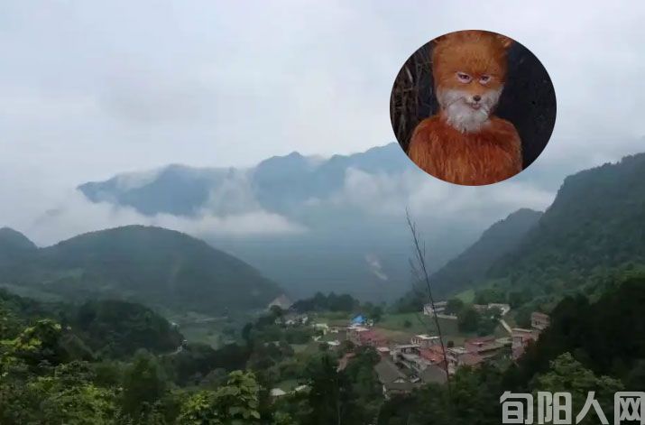 旬阳羊山狐裡精的传说(图1) 微信图片_20230725212655.jpg