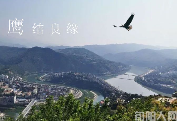 鹰缔良缘 文/鲁延河(图1) 微信图片_20230730112625.jpg