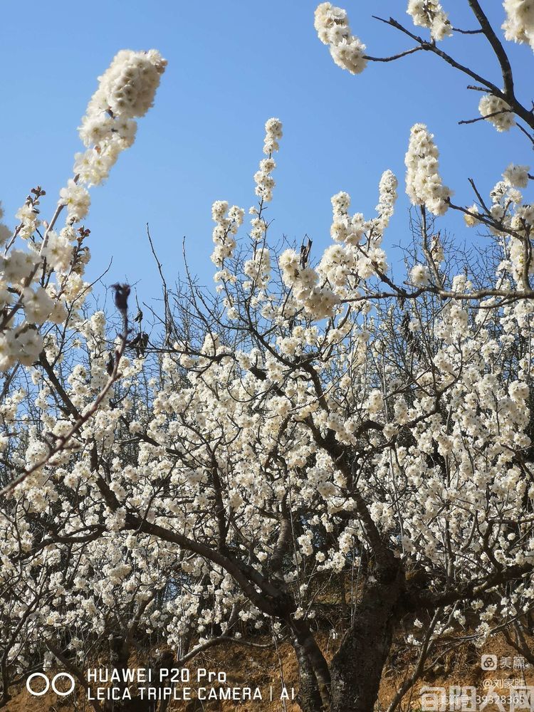 我与樱桃花有个约会 文/刘家胜(图1) 樱桃花开01.jpg