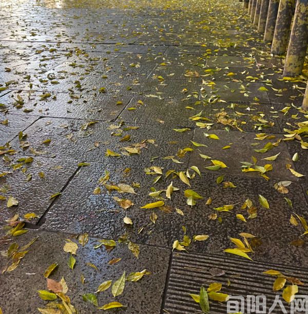 如是良辰(图1) 落叶.jpg