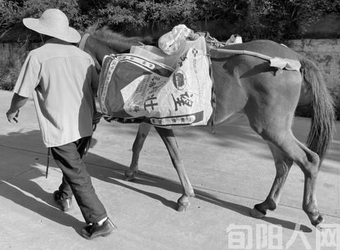 舅父担脚出山外 文/张志琴(图1) 驴子和人.jpg