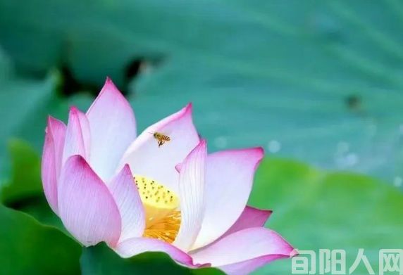 【诗词赏析】荷花等四首(图1) 荷花.jpg