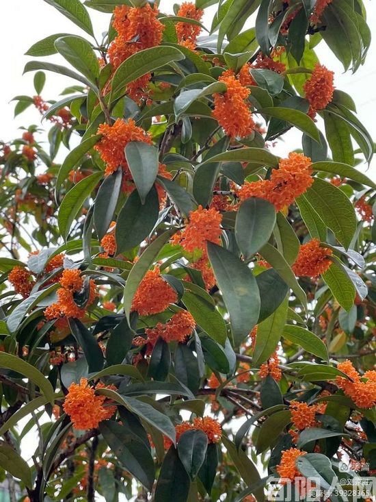 秋色烂漫 文/刘家胜(图1) 刘2.jpg