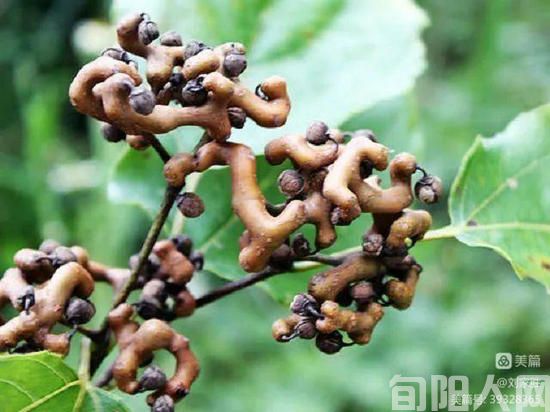 秋色烂漫 文/刘家胜(图4) 刘5.jpg