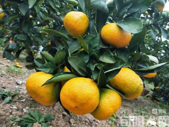 秋色烂漫 文/刘家胜(图3) 刘4.jpg