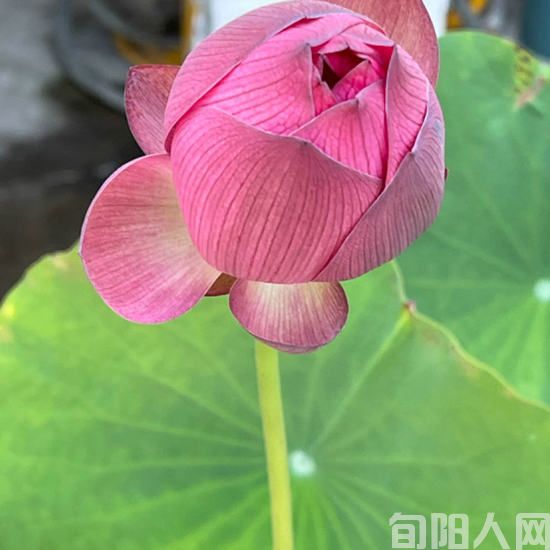 白露 文/徐军(图2) 荷花.jpg