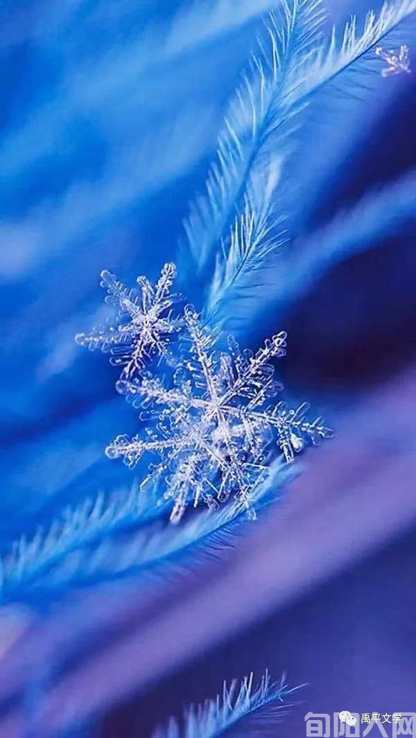 在雪花里生存,好感动(诗歌) 文/闫秀民(图1) 001.jpg