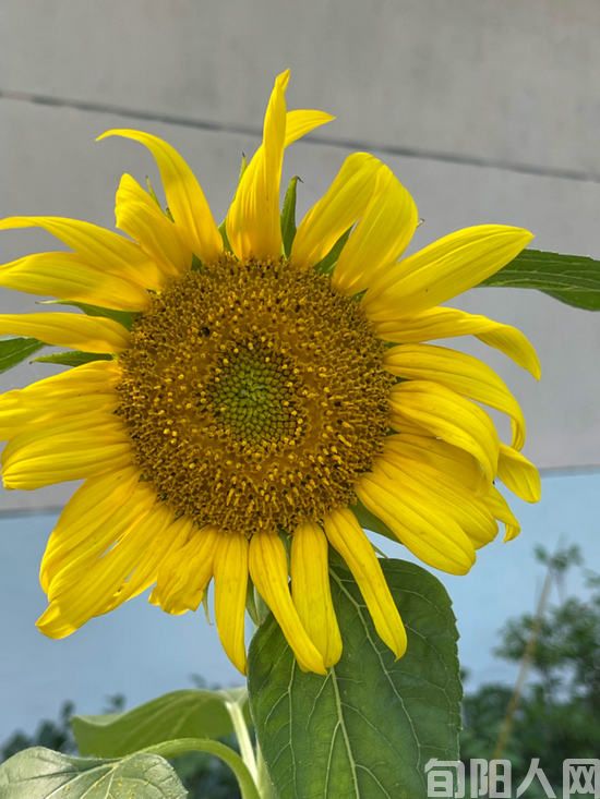 品格 文/徐军(图3) 向日葵.jpg