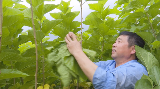 陕西安康旬阳市：桑叶茶飘香    蚕桑产业旺