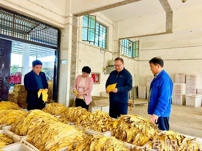 陕西省安康旬阳市甘溪镇：&ldquo;绿叶&rdquo;变&ldquo;金叶&rdquo;，烟农喜丰收