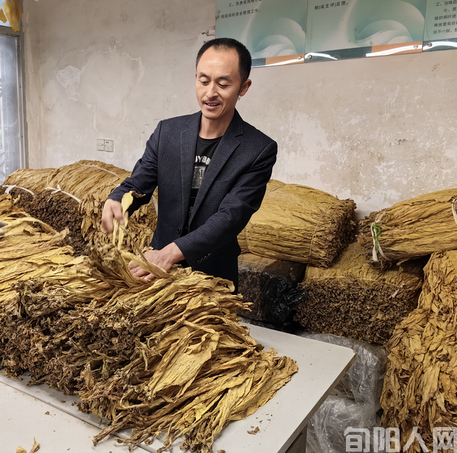 陕西安康旬阳市赵湾镇：职业烟农圆了&ldquo;致富梦&rdquo;