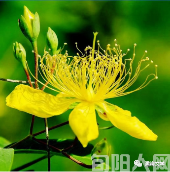 秋天组诗----秋愿 秋福 秋实(图1) 秋01.png