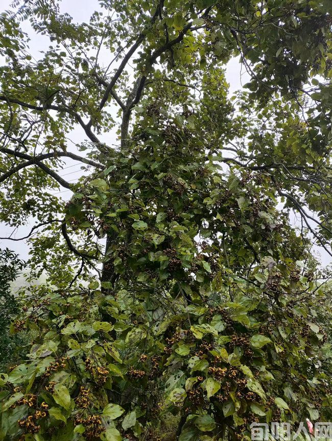 万寿山名字的来历 文/向维录(图2) 万寿果.jpg