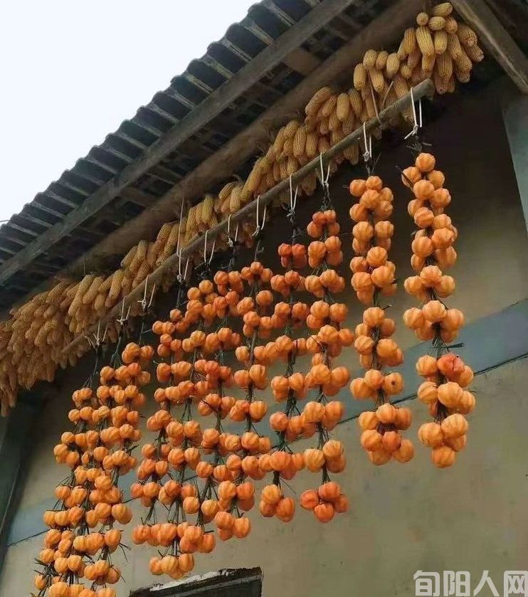 柿子红了 文/刘家胜(图3) 58c426edae0758ac91f613d424ee16e2.jpg