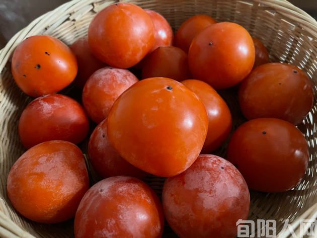 颂重阳四首 文/刘承印(图1) 柿子03.jpg